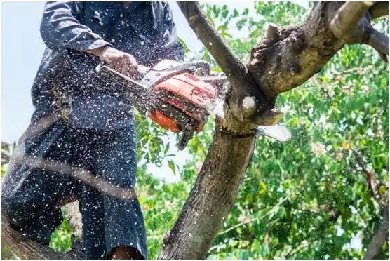 tree services Plover